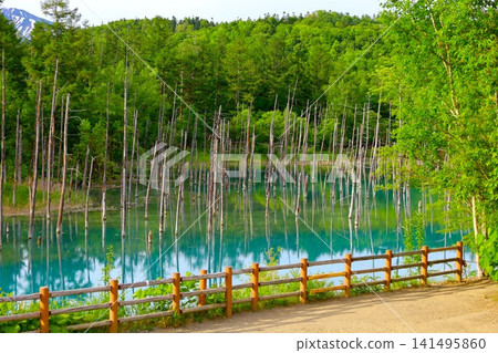 北海道美瑛丘陵,初夏至夏季,白金藍池,清晨時分,當周圍沒有其他遊客時,可以看到神秘的藍色池塘。 北海道美瑛丘陵,初夏至夏季,白金藍池,清晨時分,當周圍沒有其他遊客時,可以看到神秘的藍色池塘。 141495860