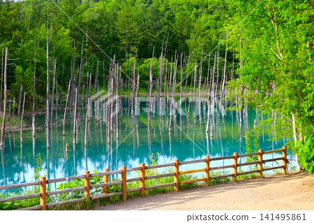 北海道美瑛丘陵，初夏至夏季，白金藍池，清晨時分，當周圍沒有其他遊客時，可以看到神秘的藍色池塘。 141495861