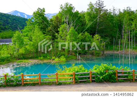 北海道美瑛丘陵,初夏至夏季,白金藍池,清晨時分,當周圍沒有其他遊客時,可以看到神秘的藍色池塘。 北海道美瑛丘陵,初夏至夏季,白金藍池,清晨時分,當周圍沒有其他遊客時,可以看到神秘的藍色池塘。 141495862