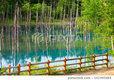 北海道美瑛丘陵,初夏至夏季,白金藍池,清晨時分,當周圍沒有其他遊客時,可以看到神秘的藍色池塘。 北海道美瑛丘陵,初夏至夏季,白金藍池,清晨時分,當周圍沒有其他遊客時,可以看到神秘的藍色池塘。 141495864