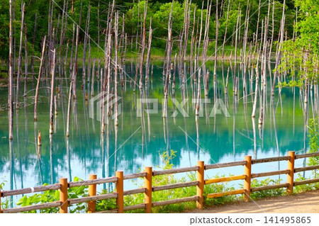 北海道美瑛丘陵,初夏至夏季,白金藍池,清晨時分,當周圍沒有其他遊客時,可以看到神秘的藍色池塘。 北海道美瑛丘陵,初夏至夏季,白金藍池,清晨時分,當周圍沒有其他遊客時,可以看到神秘的藍色池塘。 141495865
