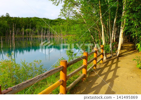 北海道美瑛丘陵,初夏至夏季,白金藍池,清晨時分,當周圍沒有其他遊客時,可以看到神秘的藍色池塘。 北海道美瑛丘陵,初夏至夏季,白金藍池,清晨時分,當周圍沒有其他遊客時,可以看到神秘的藍色池塘。 141495869