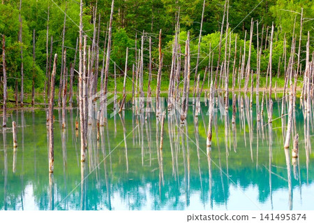 北海道美瑛丘陵,初夏至夏季,白金藍池,清晨時分,當周圍沒有其他遊客時,可以看到神秘的藍色池塘。 北海道美瑛丘陵,初夏至夏季,白金藍池,清晨時分,當周圍沒有其他遊客時,可以看到神秘的藍色池塘。 141495874