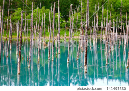 Hokkaido, Biei Hills, early summer to summer in Hokkaido, Shirogane Blue Pond, the mystical blue pond at dawn when you visit early in the morning and there are no other tourists around. Hokkaido, Biei Hills, early summer to summer in Hokkaido, Shirogane Blue Pond, the mystical blue pond at dawn when you visit early in the morning and there are no other tourists around. 141495880