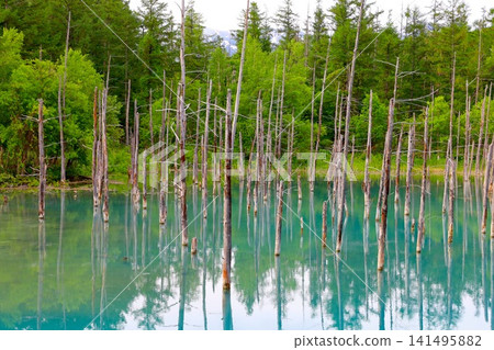 Hokkaido, Biei Hills, early summer to summer in Hokkaido, Shirogane Blue Pond, the mystical blue pond at dawn when you visit early in the morning and there are no other tourists around. Hokkaido, Biei Hills, early summer to summer in Hokkaido, Shirogane Blue Pond, the mystical blue pond at dawn when you visit early in the morning and there are no other tourists around. 141495882