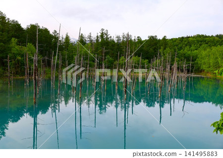 北海道美瑛丘陵,初夏至夏季,白金藍池,清晨時分,當周圍沒有其他遊客時,可以看到神秘的藍色池塘。 北海道美瑛丘陵,初夏至夏季,白金藍池,清晨時分,當周圍沒有其他遊客時,可以看到神秘的藍色池塘。 141495883