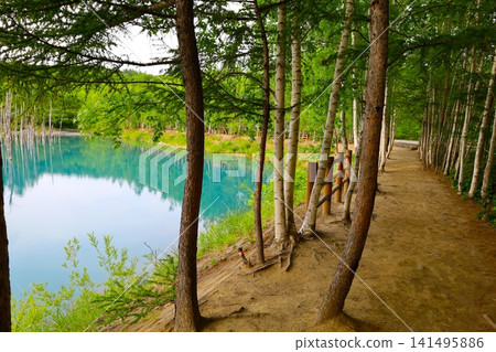 北海道美瑛丘陵,初夏至夏季,白金藍池,清晨時分,當周圍沒有其他遊客時,可以看到神秘的藍色池塘。 北海道美瑛丘陵,初夏至夏季,白金藍池,清晨時分,當周圍沒有其他遊客時,可以看到神秘的藍色池塘。 141495886