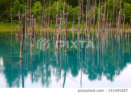 北海道美瑛丘陵,初夏至夏季,白金藍池,清晨時分,當周圍沒有其他遊客時,可以看到神秘的藍色池塘。 北海道美瑛丘陵,初夏至夏季,白金藍池,清晨時分,當周圍沒有其他遊客時,可以看到神秘的藍色池塘。 141495887