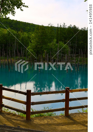 Hokkaido, Biei Hills, early summer to summer in Hokkaido, Shirogane Blue Pond, the mystical blue pond at dawn when you visit early in the morning and there are no other tourists around. 141495988