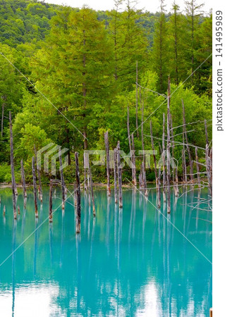 Hokkaido, Biei Hills, early summer to summer in Hokkaido, Shirogane Blue Pond, the mystical blue pond at dawn when you visit early in the morning and there are no other tourists around. Hokkaido, Biei Hills, early summer to summer in Hokkaido, Shirogane Blue Pond, the mystical blue pond at dawn when you visit early in the morning and there are no other tourists around. 141495989