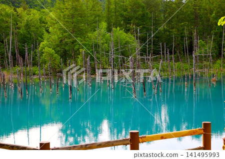 北海道美瑛丘陵，初夏至夏季，白金藍池，清晨時分，當周圍沒有其他遊客時，可以看到神秘的藍色池塘。 141495993