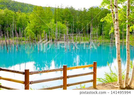 北海道美瑛丘陵，初夏至夏季，白金藍池，清晨時分，當周圍沒有其他遊客時，可以看到神秘的藍色池塘。 141495994