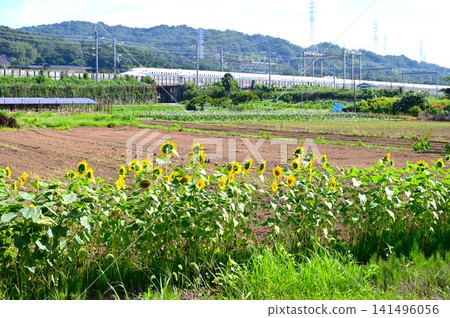 向日葵——夏季的象徵——時令花卉的背景素材 向日葵——夏季的象徵——時令花卉的背景素材 141496056