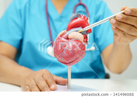 Cardiovascular disease CVD, doctor with heart human model anatomy for treatment patient in hospital. Cardiovascular disease CVD, doctor with heart human model anatomy for treatment patient in hospital. 141496088