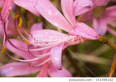 雨後的粉紅石蒜花 雨後的粉紅石蒜花 141496182