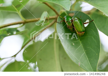 A Japanese beetle resting on a leaf. A Japanese beetle resting on a leaf. 141496248