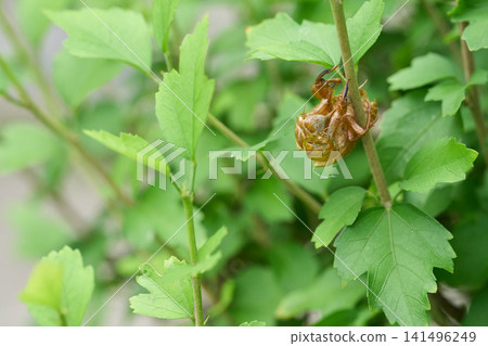A cicada's exoskeleton resting on a green plant. A cicada's exoskeleton resting on a green plant. 141496249