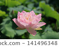 美麗的粉紅色蓮花 141496348