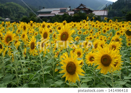 鳥取:四季漫步 - 夏日 - 佐治和恩巴拉 鳥取:四季漫步 - 夏日 - 佐治和恩巴拉 141496418