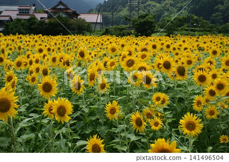 Tottori: A Stroll Through the Seasons - Summer - Saji and Onbara Tottori: A Stroll Through the Seasons - Summer - Saji and Onbara 141496504