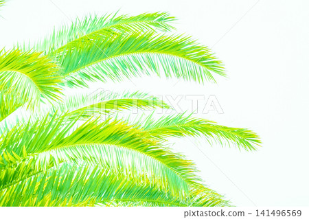 Image of palm leaf shadows Image of palm leaf shadows 141496569