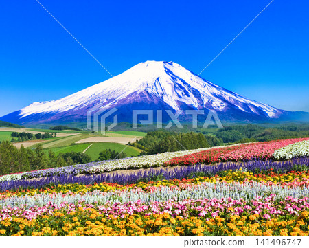 一張由美瑛美麗的花田和富士山合成的圖片。 一張由美瑛美麗的花田和富士山合成的圖片。 141496747