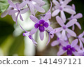 Petrea, a delicate and pretty flower 141497121