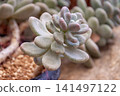 Pachyphytum, also known as the "Purple Beauty," has an interesting plump stem. 141497122
