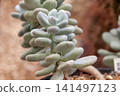 Pachyphytum, also known as the "Purple Beauty," has an interesting plump stem. 141497123