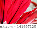 The aesthetic beauty of the leaves of Cordyline fruticosa [Background material] 141497125
