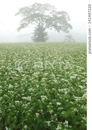 A single tree and a buckwheat field standing in the mist. A single tree and a buckwheat field standing in the mist. 141497220