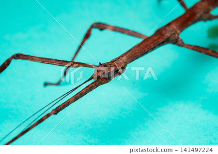 A stick insect (Phasmatodea) with its head and long antennae, photographed in macro close-up against a turquoise background. A stick insect (Phasmatodea) with its head and long antennae, photographed in macro close-up against a turquoise background. 141497224