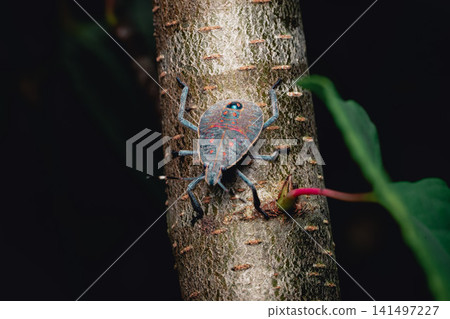 Yellow-spotted stink bug larva, dorsal view, tree trunk, nighttime, macro close-up. Yellow-spotted stink bug larva, dorsal view, tree trunk, nighttime, macro close-up. 141497227