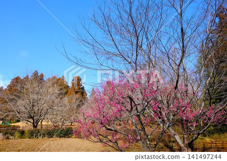 【神奈川縣】早春的藍天下,紅梅花格外醒目。 【神奈川縣】早春的藍天下,紅梅花格外醒目。 141497244