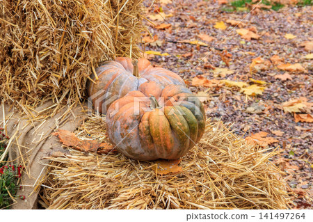 Decorative composition of the pumpkins with colorful leaves. Fall, Thanksgiving and Halloween celebration concept Decorative composition of the pumpkins with colorful leaves. Fall, Thanksgiving and Halloween celebration concept 141497264