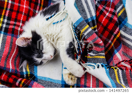 Cute lazy cat is lying on a checkered plaid Cute lazy cat is lying on a checkered plaid 141497265