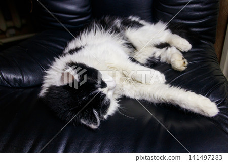 Young cat in a black leather armchair 141497283