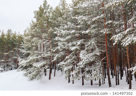 View of the snowy pine forest at winter View of the snowy pine forest at winter 141497302