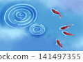 Water ripples and goldfish background material 141497355