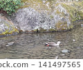 野生鳥類，綠頭鴨 141497565