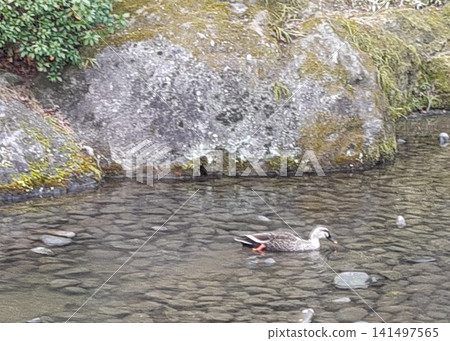 野生鳥類,綠頭鴨 野生鳥類,綠頭鴨 141497565