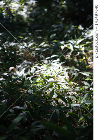 陽光透過樹葉灑下,照亮了綠葉和樹枝的特寫(⑤) 陽光透過樹葉灑下,照亮了綠葉和樹枝的特寫(⑤) 141497640