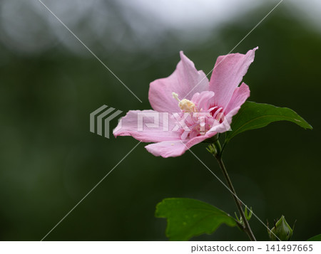 淡粉紅色,帽狀(半重瓣)木槿 淡粉紅色,帽狀(半重瓣)木槿 141497665