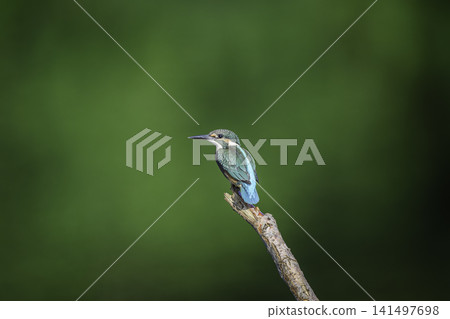在水邊的金魚 在水邊的金魚 141497698