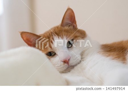Cat lying down and relaxing Brown tabby and white Cat lying down and relaxing Brown tabby and white 141497914
