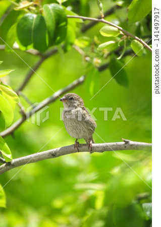 Small Sparrow Perched on a Tree Branch Small Sparrow Perched on a Tree Branch 141497917
