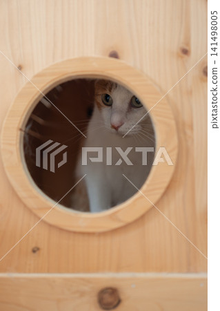 Cat in the shed brown tabby white Cat in the shed brown tabby white 141498005