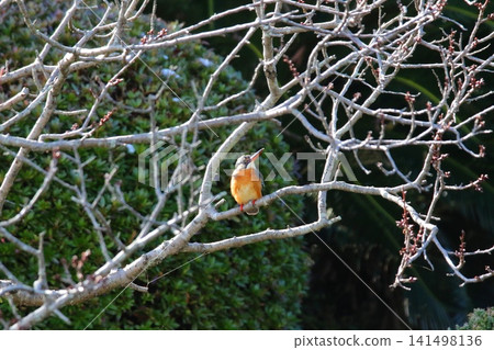 Kingfisher Kingfisher 141498136