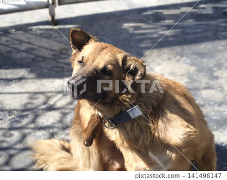 Brown dog, collar, outdoor, sunlight, street portrait of calm mixed breed pet 141498147