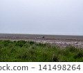 Grass that grows in wetlands 141498264
